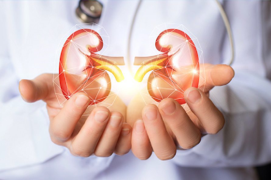 Kidney